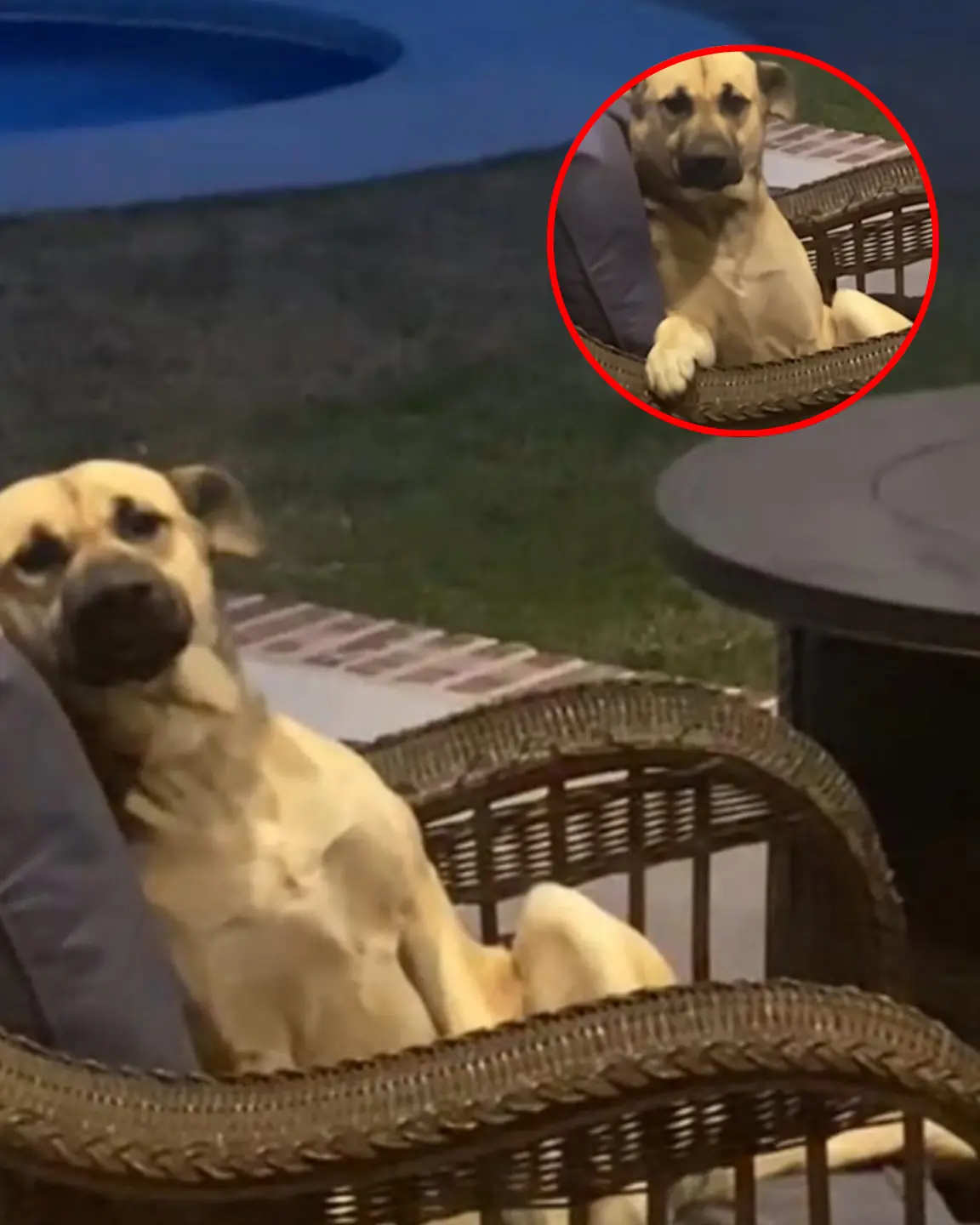 Woman Wakes Up to a Dog Chilling on the Patio Set Like He Paid Rent