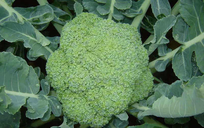 What happens to your body if you eat cauliflower regularly?