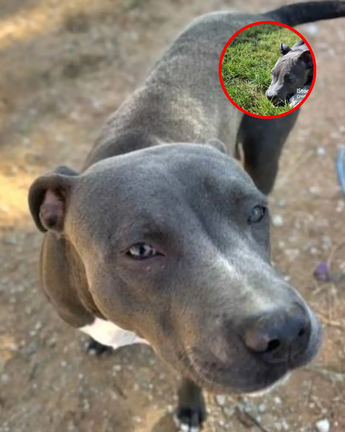 Meeting This Rescue Dog Changed Her Mind About Pit Bulls Forever