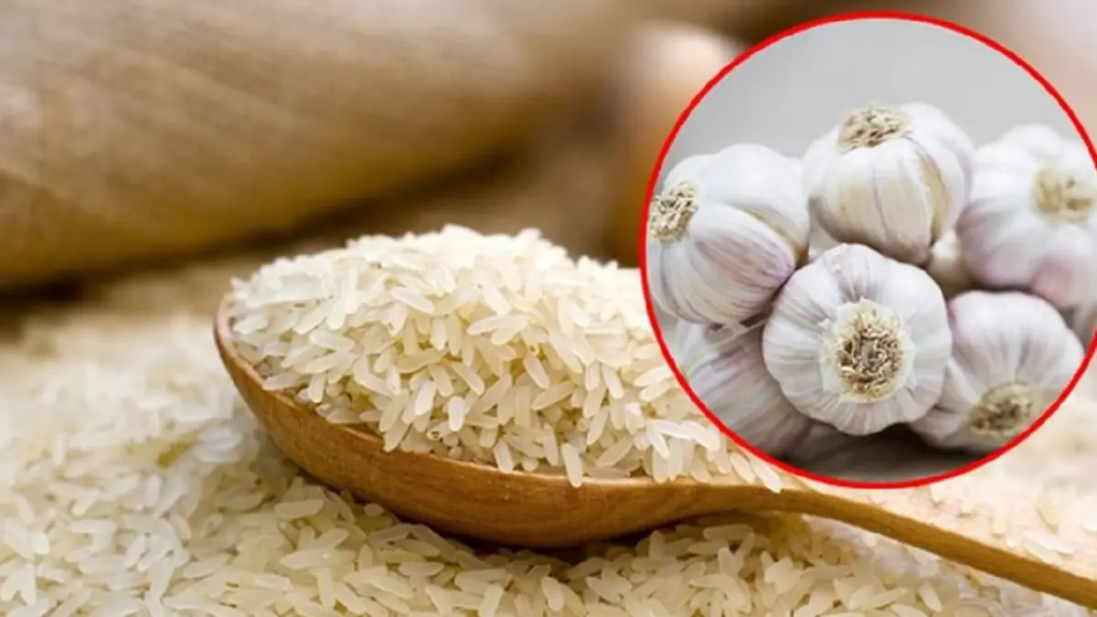 What happens when you place garlic in a container of rice?