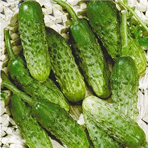 Doctors Reveal What Really Happens When You Eat Cucumber in Salads Every Day