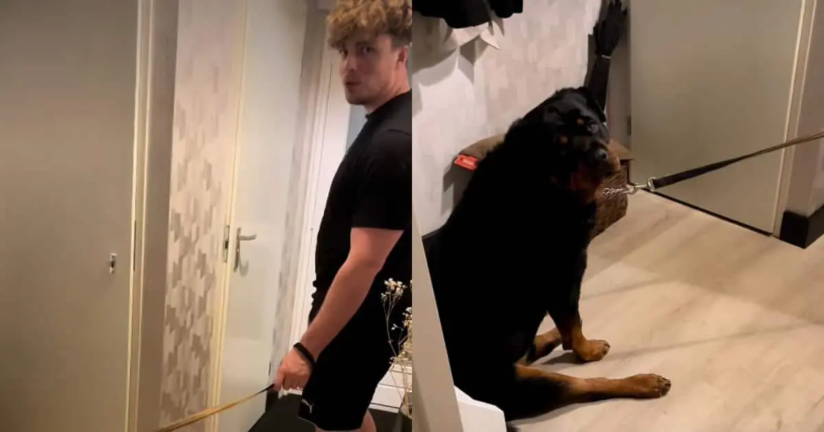 Dog Flat-Out Refuses To Go For A Walk With The ‘Spare Human’