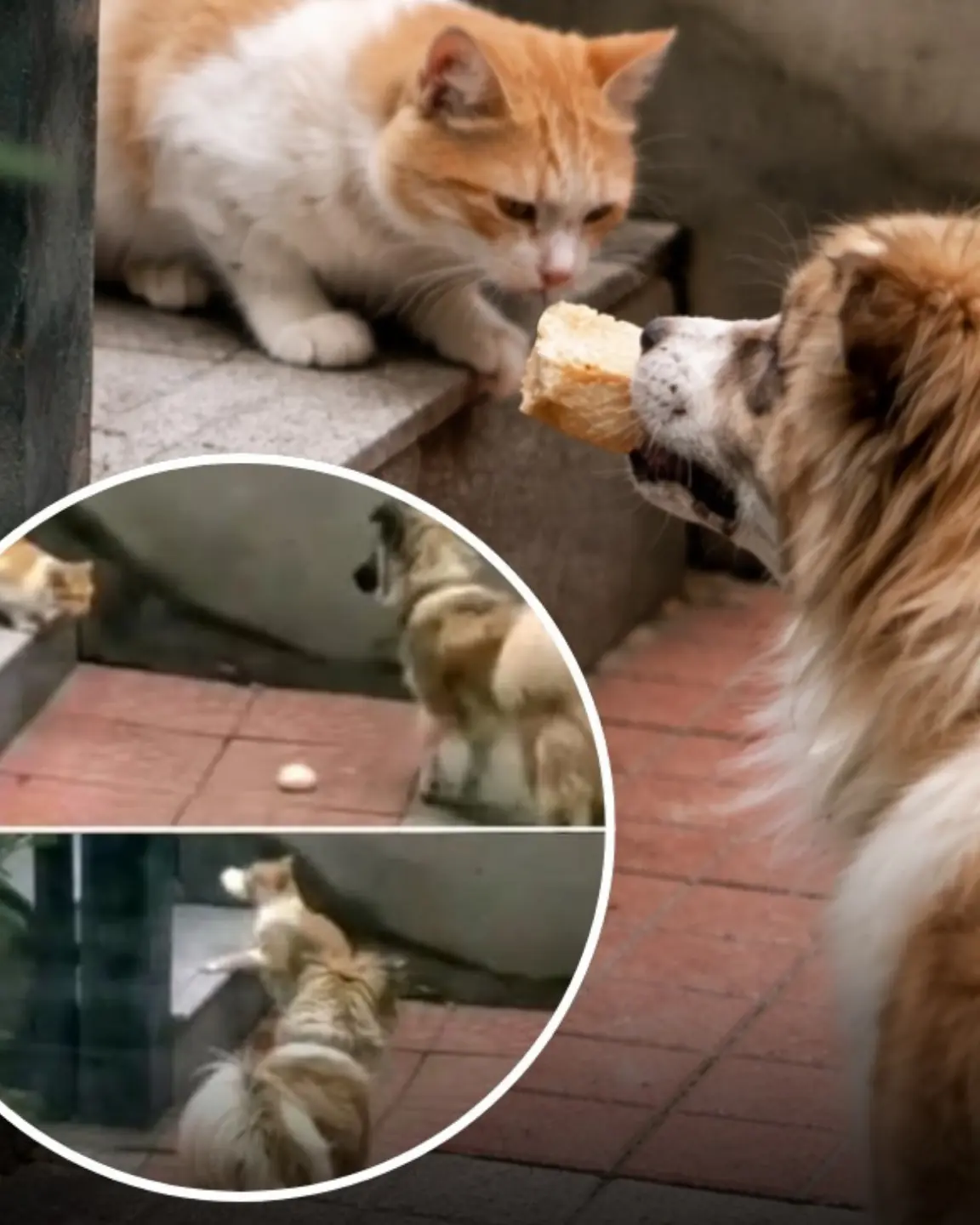 Kindhearted Dog Shares His Meal with Stray Cat, Leaving Owner Speechless