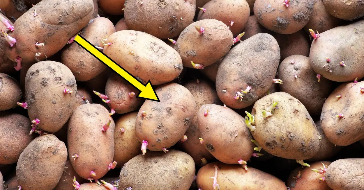 Can Sprouted Potatoes Make You Sick? The Truth Explained