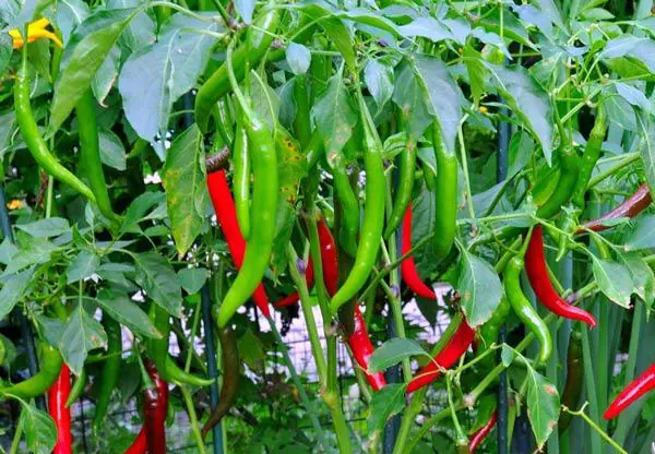 How to grow chili peppers in containers for abundant harvests