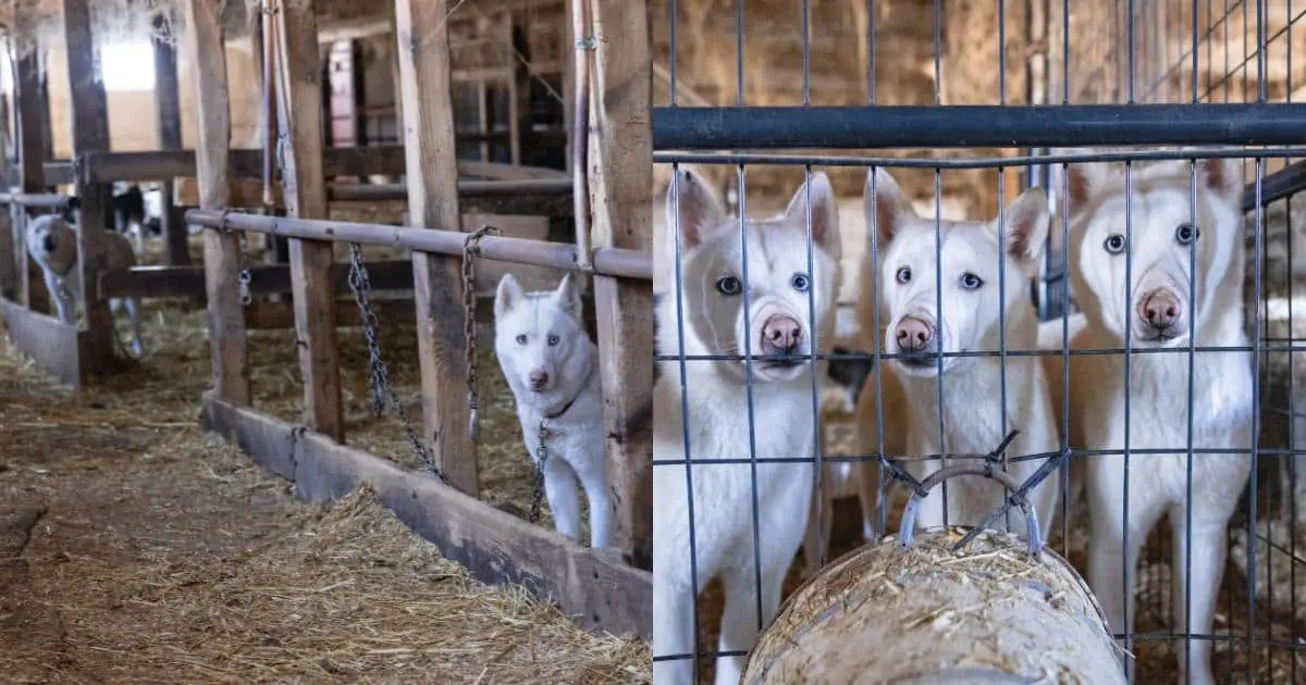 Nearly 60 Huskies And Puppies Rescued From Horrific Conditions In Vermont