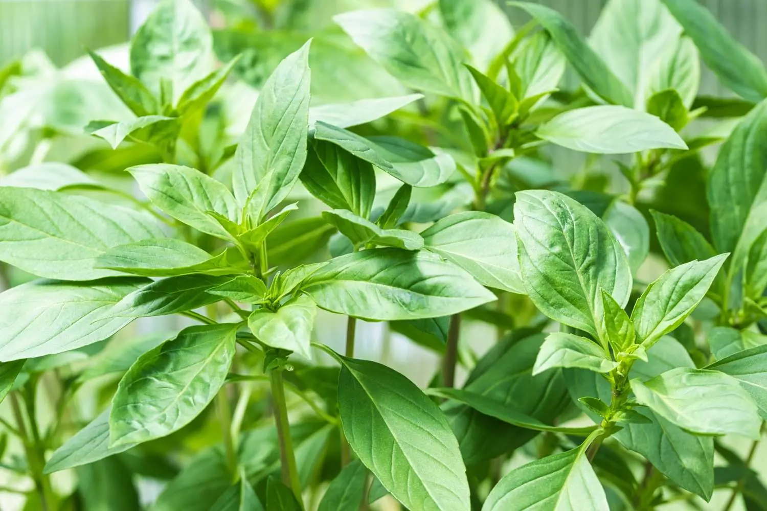 Why every home should have at least one indoor basil plant?