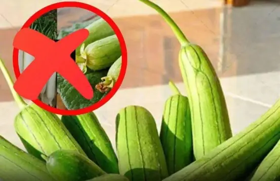 Luffa: The Surprising Health Benefits and Who Should Avoid It