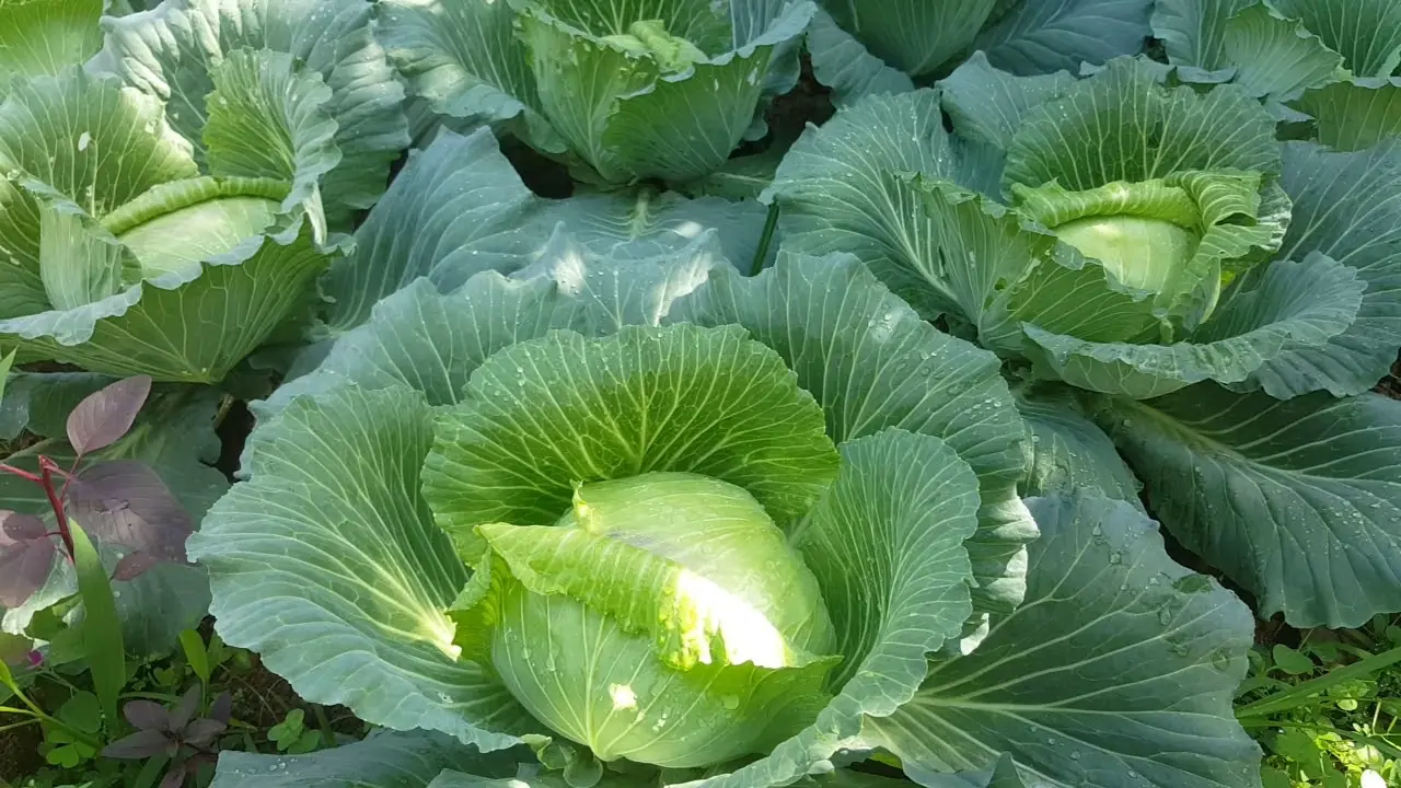 The Unexpected Dangers of Eating Raw Cabbage