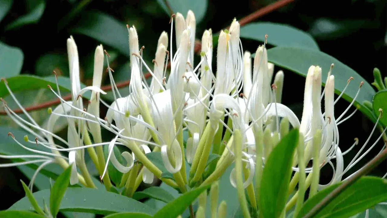 The health benefits and practical home uses of Japanese honeysuckle