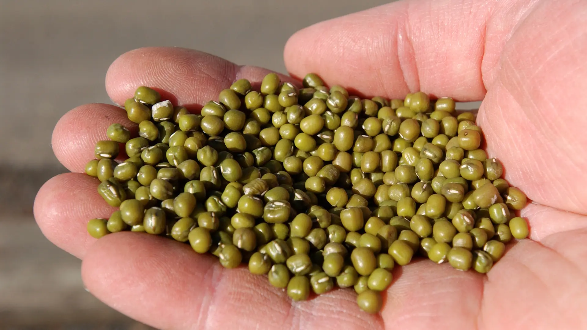 Mung beans are once again under the spotlight: A toxi.cology expert issues 4 warnings when consuming them