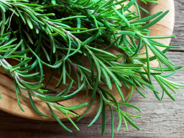 The Healing Benefits of Rosemary: A Natural Way to Support the Brain, Immune System, and Emotional Health