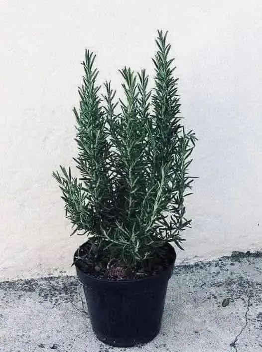 Drink rosemary tea on an empty stomach for 15 days and you will no longer suffer from…