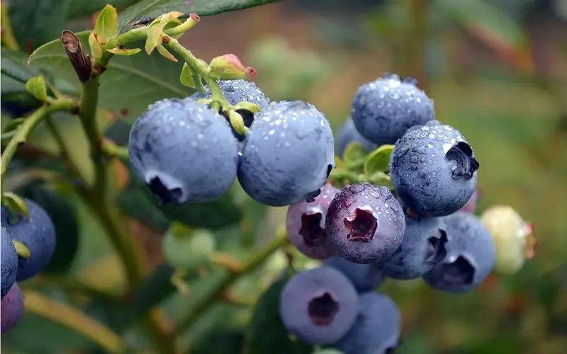 5 Superfoods That Help Improve Memory and Cognitive Health