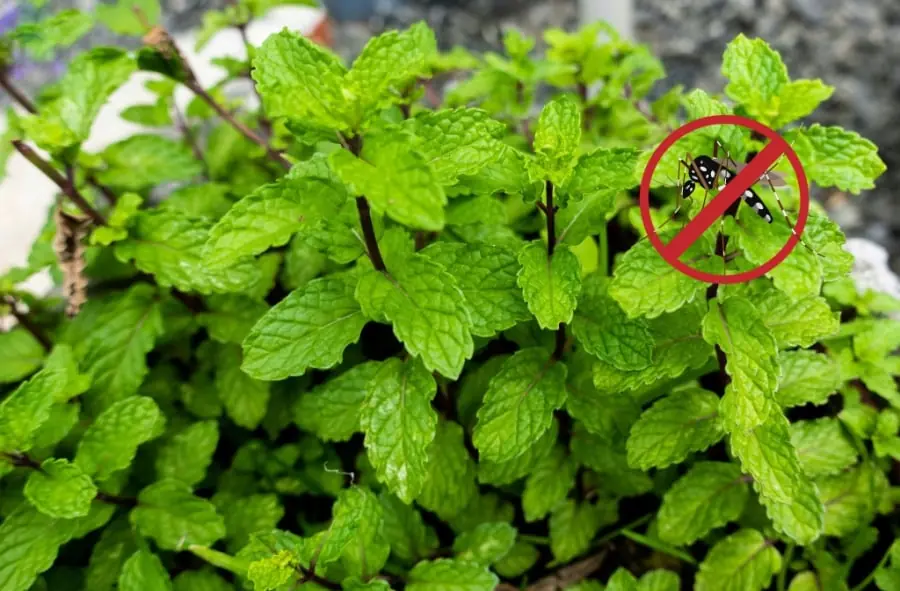 Hang a few of these leaves at your door and say goodbye to flies and mosquitoes