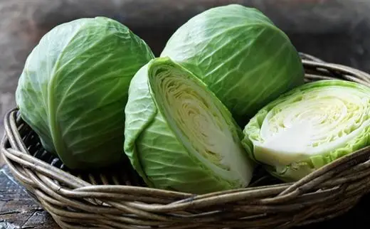 People Who Should Not Eat Cabbage: What You Need to Know