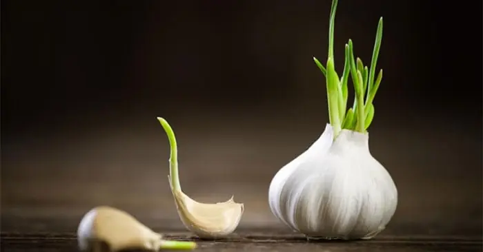 What Happens When You Eat Sprouted Garlic? Benefits You May Not Know