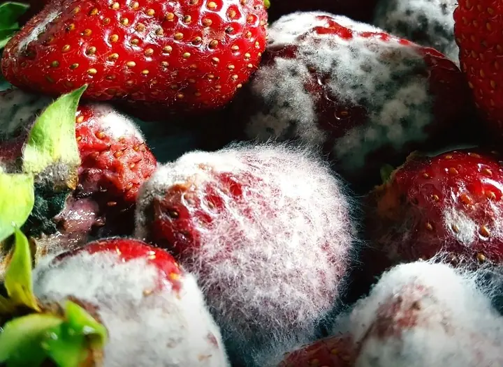 Experts caution that certain common fruits may play a role in can.cer progression