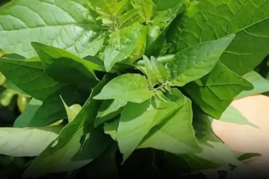 A Wild Roadside Vegetable From the Past Is Now a “Ginseng-Level Superfood”