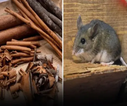 Put them in your home and mice will run away