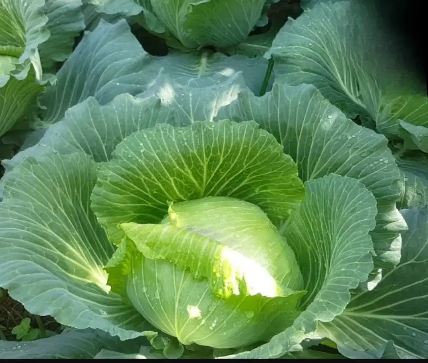 4 Types of People Who May Need to Avoid Eating Cabbage