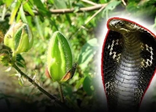 Snakes Hate These 5 Plants — Grow Them on Your Balcony to Keep Your Home Safe