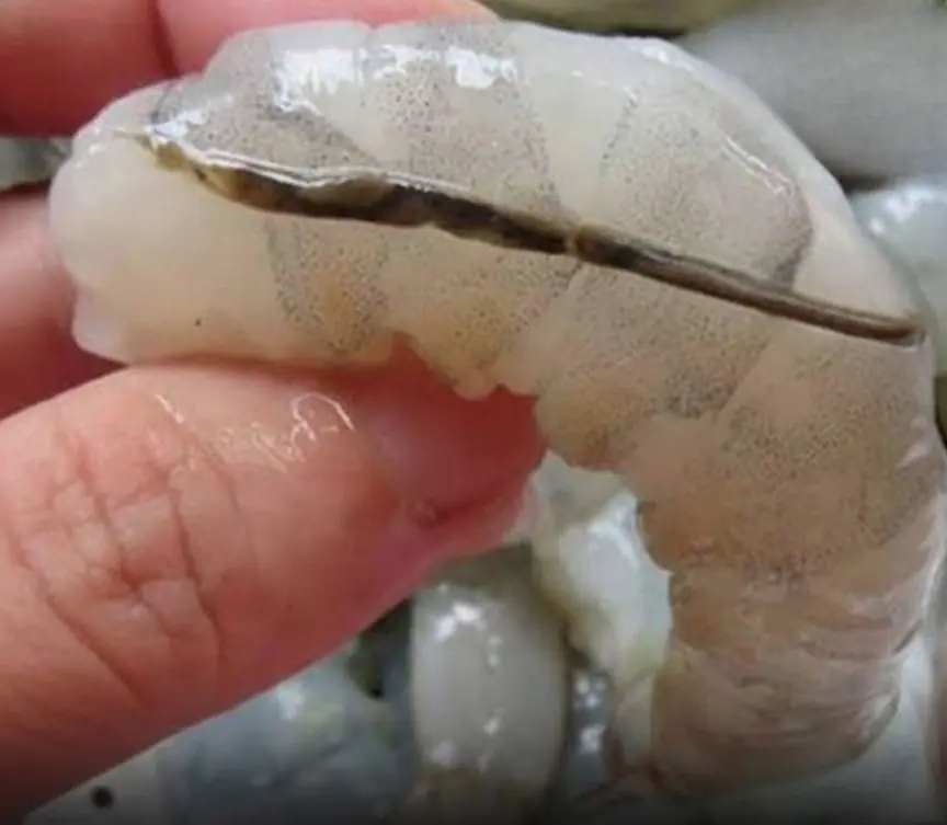 What is actually the shrimp's vein?