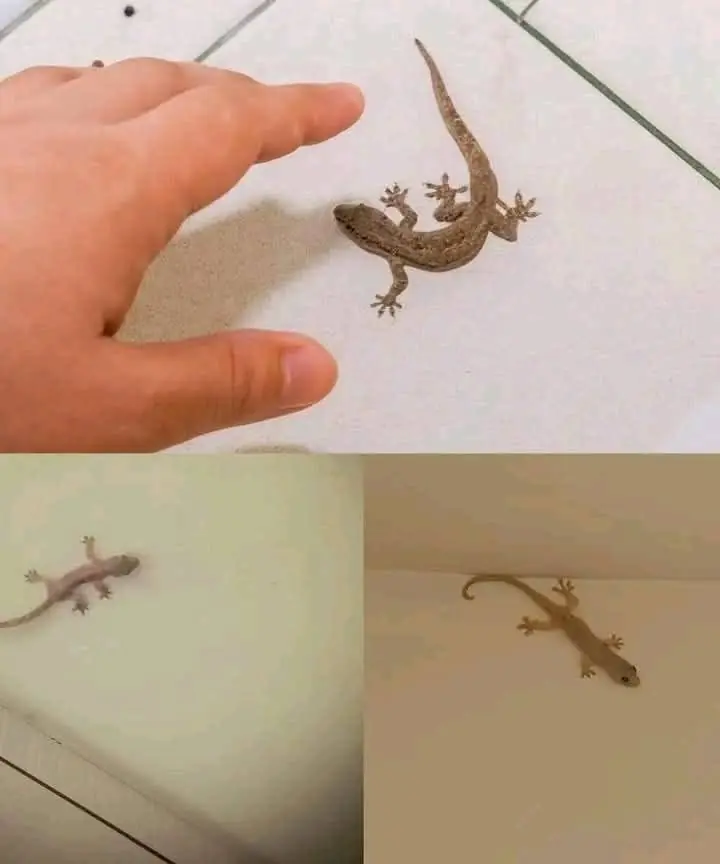 Did You Know? When a Lizard Enters Your Home, It May Carry a Hidden Meaning