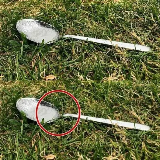 Why You Should Leave a Spoon of Sugar in Your Yard Before Going Out