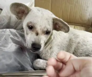 Once Left In A Trash Pile, Now He’s The Happiest Dog Around