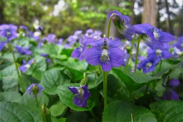 The Health Benefits of Wild Violets You Should Know
