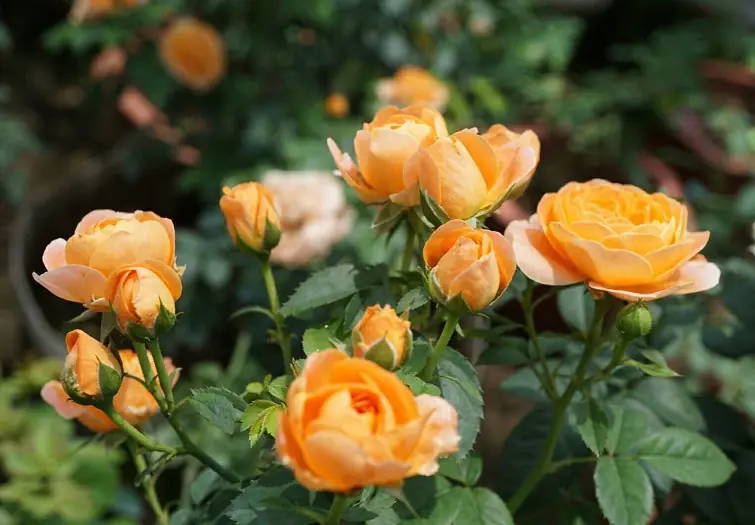 Select a Rose and Reveal Your True Personality as a Woman