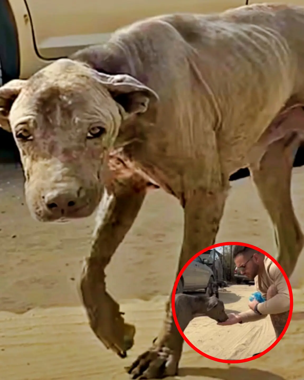 A Stray Dog Changed Everything After the Vet Delivered This News