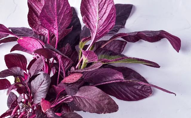 Discover 5 purple foods that are especially good for your body
