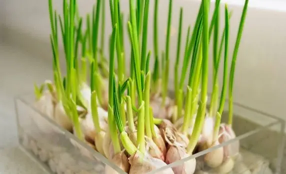 Discover 3 sprouting foods packed with amazing health benefits