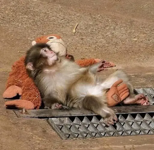 Little Punchy at Last Finds Safety and Rest