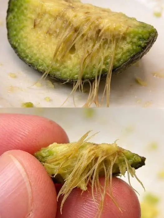Avocado Strings Explained: What They Are and Why They Appear