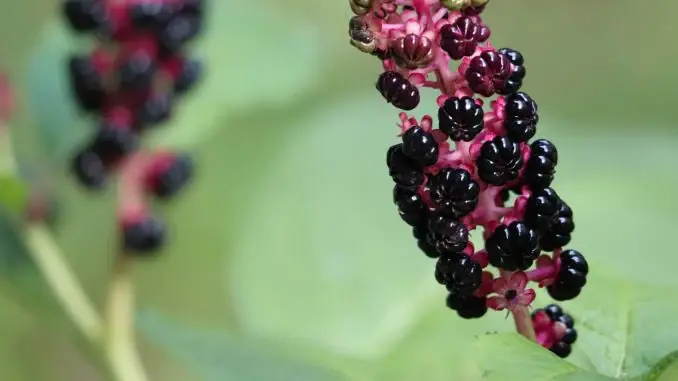 Pokeweed: A striking plant with to.xic risks beneath its beauty