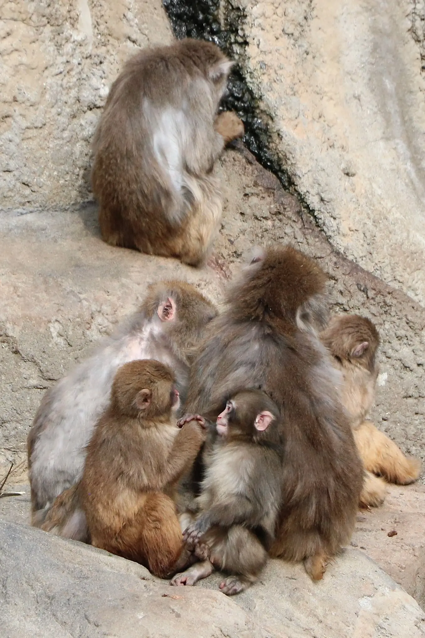 “Little Punchy Reaches a Heartwarming Milestone in His Journey