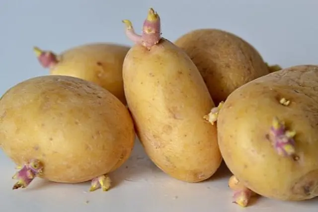 When potatoes sprout: the hidden health risks you should know