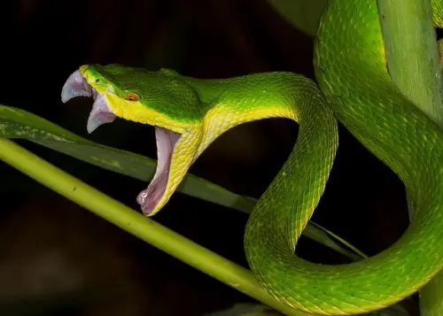 If you’re bitten by a snake, here’s what you should do immediately