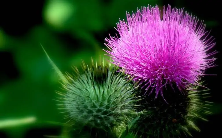 Discover bull thistle: A wild plant full of surprising uses