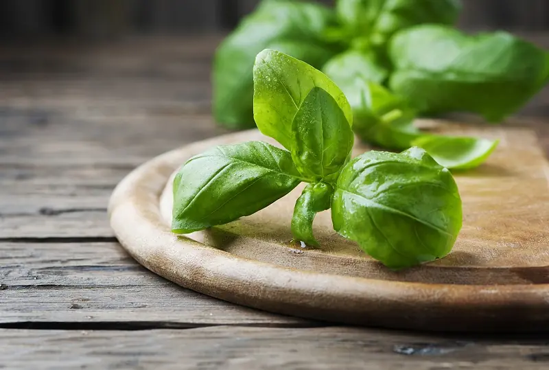 Fresh & Healthy: 10 Herbs That Transform Your Well-Being
