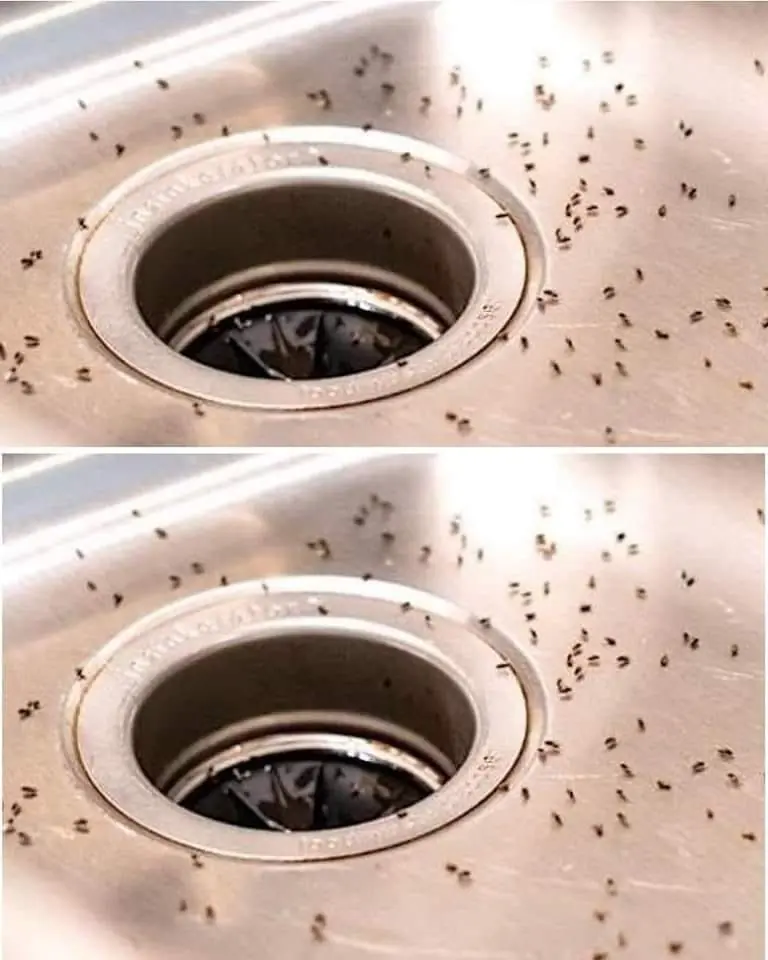 Gnats in the Kitchen? 7 Simple Tips to Get Rid of Them Fast