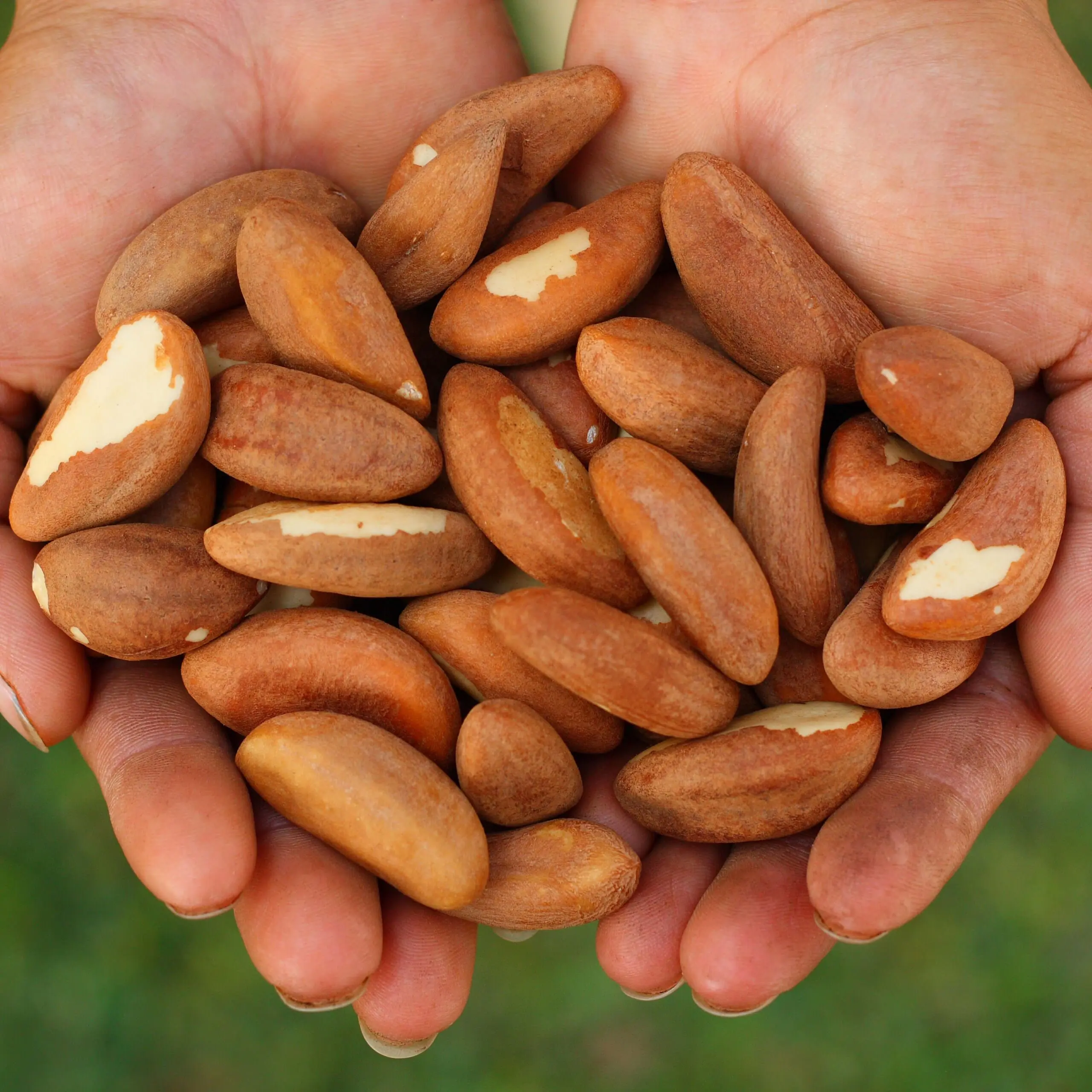 What Happens When You Eat Brazil Nuts Regularly: Powerful Benefits—But Not Without Limits
