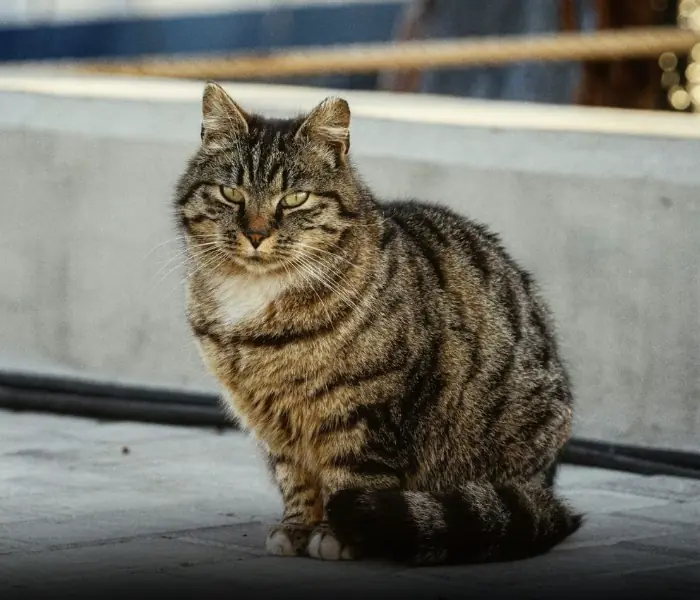 Why some cats leave the house and don’t come back?