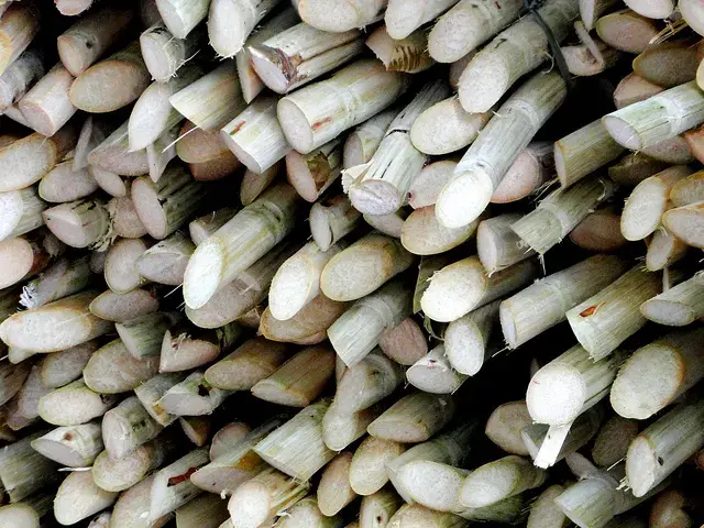 Why Nutritionists Say Eating Hearts of Palm Can Boost Your Health