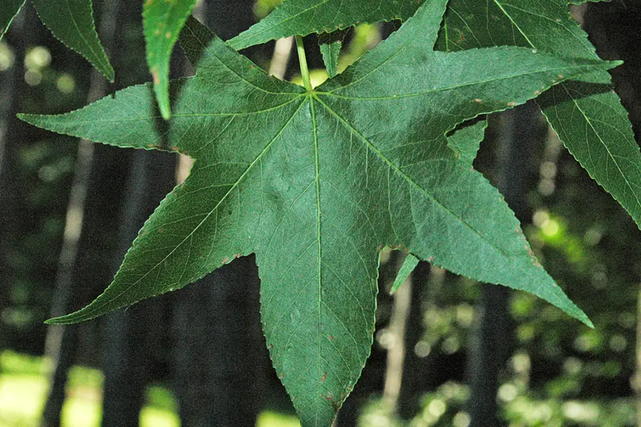American Sweetgum: A Forgotten Tree with Renewed Healing Value