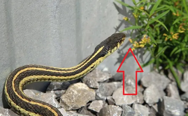 These 4 Plants May Attract Snakes to Your Home—Experts Suggest Removing Them Early