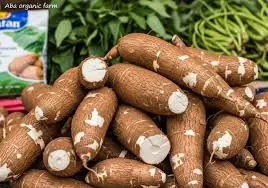 Cassava Root: The Surprising Health Benefits You Didn’t Know
